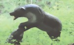 Grizzlybjörn med byte (Ursus arctos Horribilis) - 2