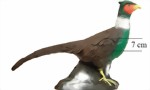 Fasantupp (Phasianus colchicus) - 2