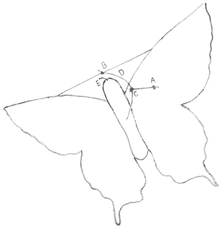 Butterfly L Swallowtail