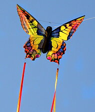 Butterfly L Swallowtail