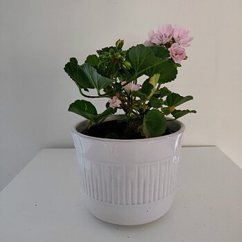 Vit  blomkruka från Steninge