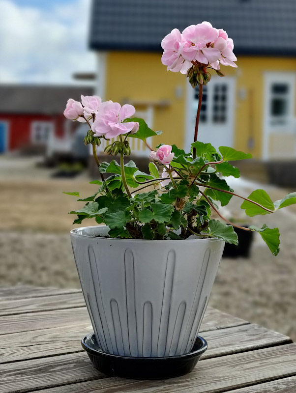 Lisa kruka från Nittsjö Keramik
