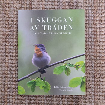 I skuggan av träden av Felix Heintzenberg