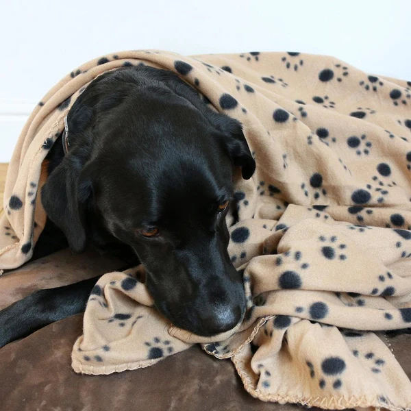 Dog Blanket Paw Print Beige - 2