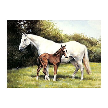 Greeting Card Caroline Cook Horse Motif The Newborn Foal