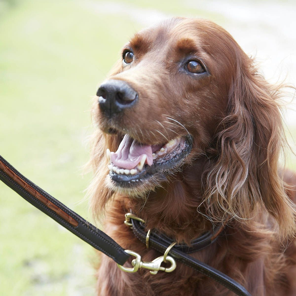Hundkoppel Woofmasta Croco Brun - 2
