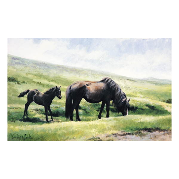 Greeting Card Caroline Cook Horse Motif Dartmoor Ponies