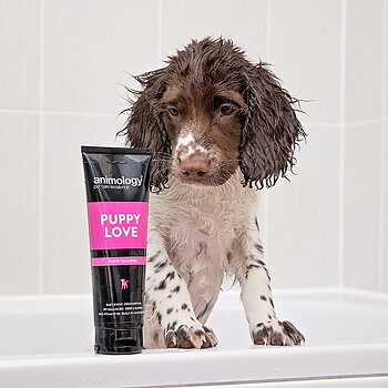 Hundschampo Animology Puppy Love Schampoo 