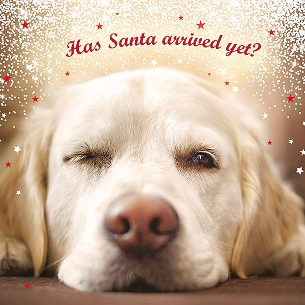 Christmas Card Otter House Dog Motif Waiting For Santa 10-pack
