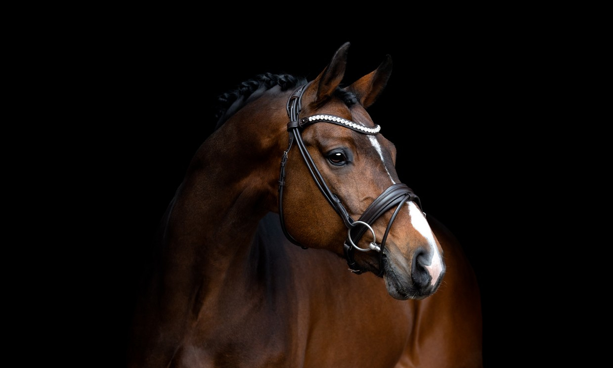  HÄST - RYTTARE - HUND - PRESENTER 