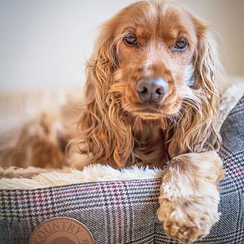 Country Pet