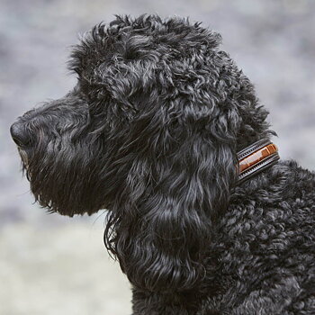 Dog Collars