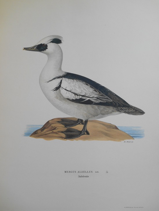 SALSKRAKE - VON WRIGHT - 2