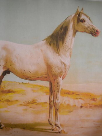ARABISKT FULLBLOD - OTTO EERELMAN