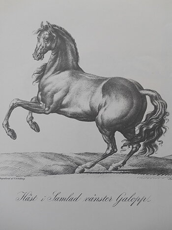 HÄST I SAMLAD VÄNSTER GALOPP - VERNET
