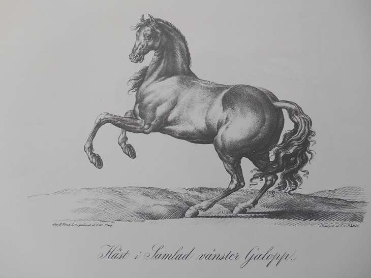 HÄST I SAMLAD VÄNSTER GALOPP - VERNET - 2
