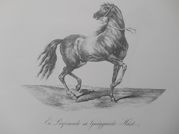 EN PIAFFERANDE OCH GNÄGGANDE HÄST - VERNET - 2
