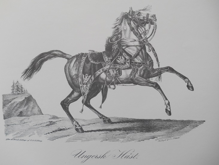 UNGERSK HÄST - VERNET - 2