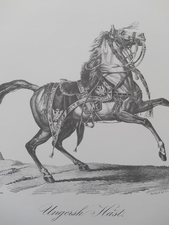 UNGERSK HÄST - VERNET