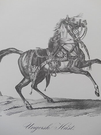 UNGERSK HÄST - VERNET