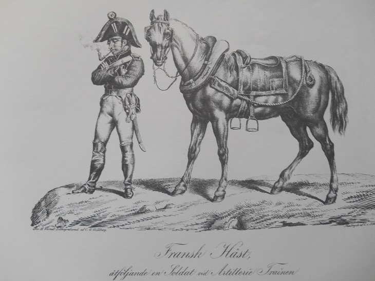 FRANSK HÄST - VERNET - 2