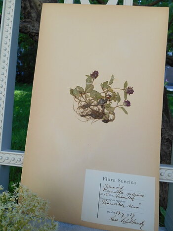 ARK FRÅN GAMMALT HERBARIUM - BRUNÖRT