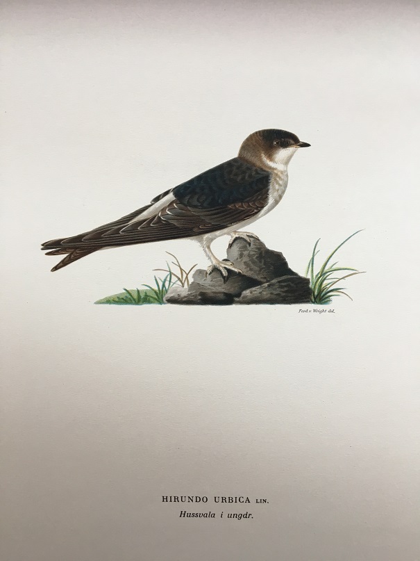 HUSSVALA I UNGDRÄKT - VON WRIGHT - 2