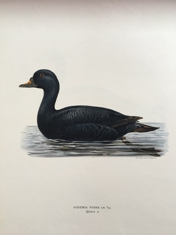 SJÖORRE - VON WRIGHT - 2