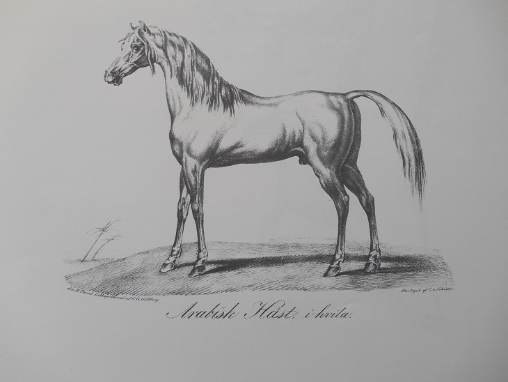 ARABISK HÄST I HVILA - VERNET - 2