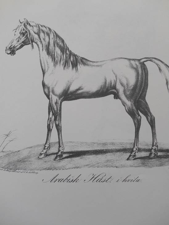 ARABISK HÄST I HVILA - VERNET