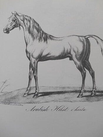 ARABISK HÄST I HVILA - VERNET
