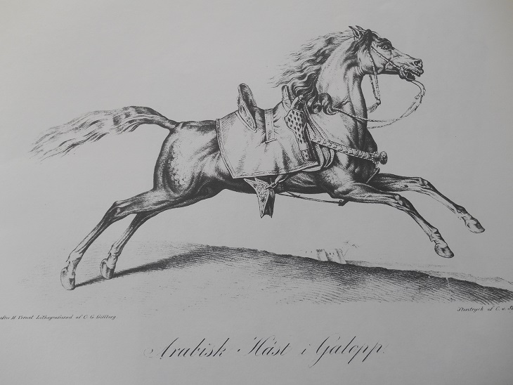 ARABISK HÄST I GALOPP - VERNET - 2