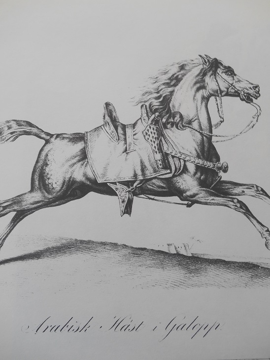 ARABISK HÄST I GALOPP - VERNET