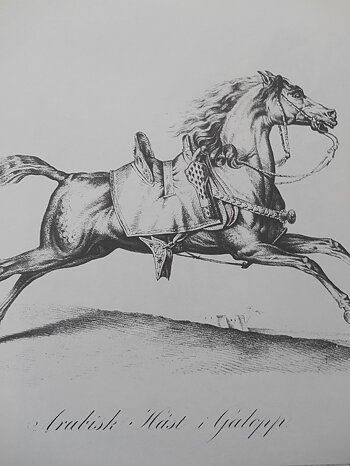 ARABISK HÄST I GALOPP - VERNET