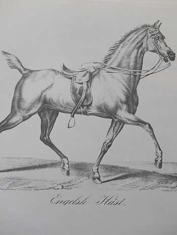 ENGELSK HÄST - VERNET