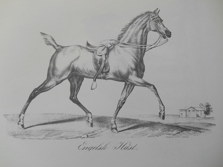 ENGELSK HÄST - VERNET - 2