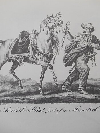 ARABISK HÄST FÖRD AF EN MAMELUCK - VERNET