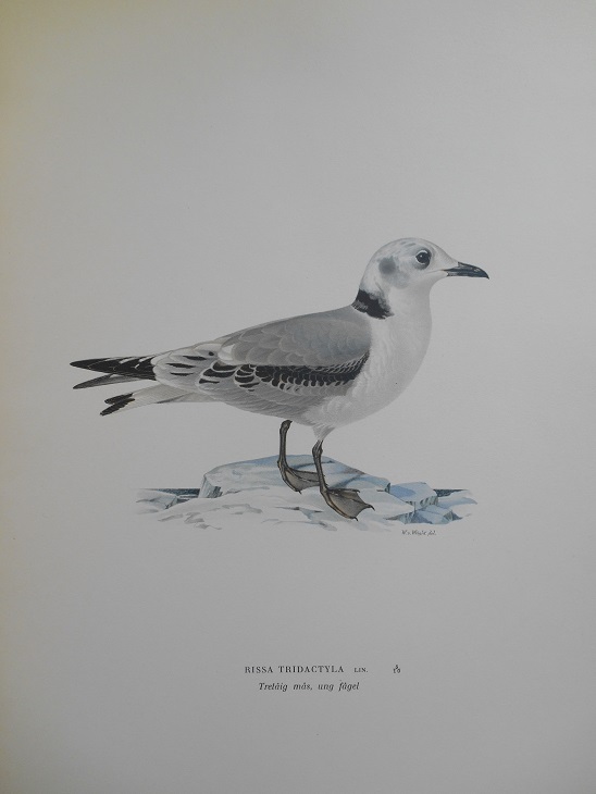 TRETÅIG MÅS - VON WRIGHT - 2