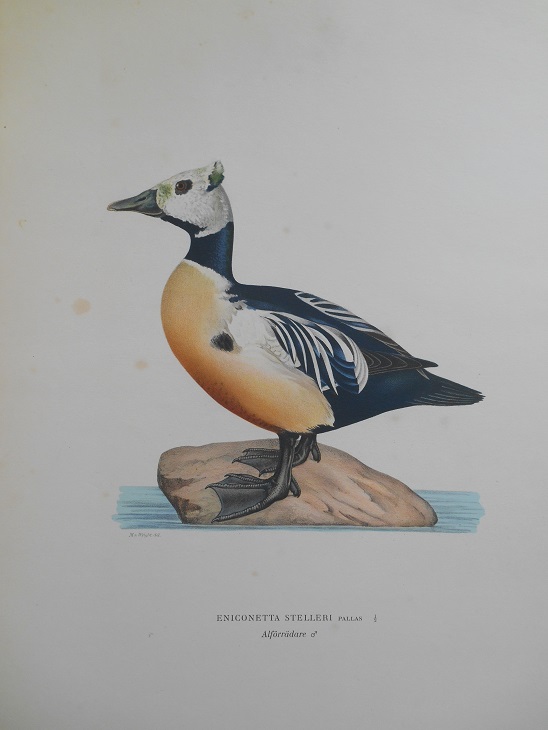 ALFÖRRÄDARE - VON WRIGHT - 2
