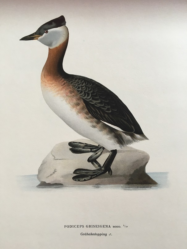 GRÅHAKEDOPPING - VON WRIGHT - 2