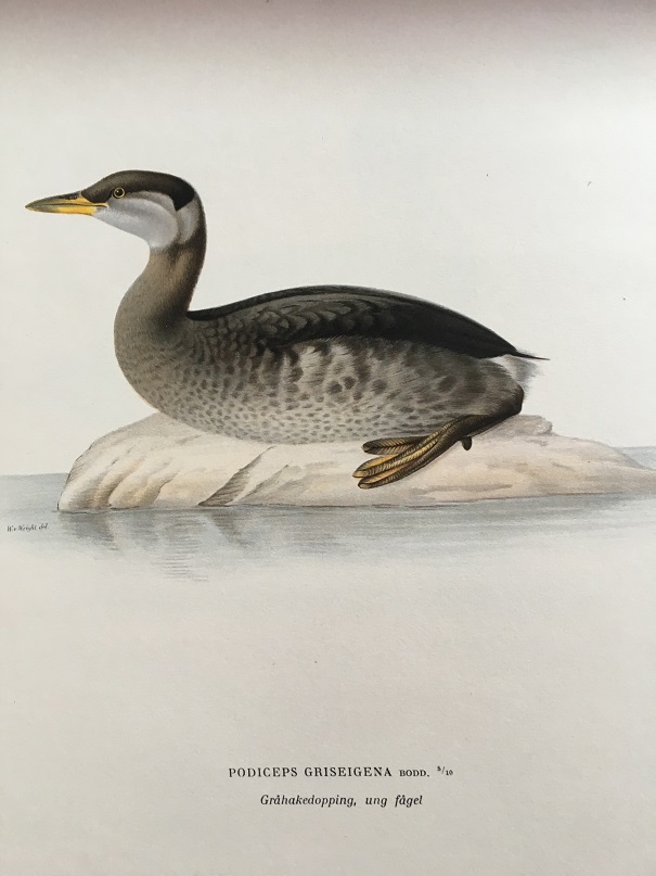 GRÅHAKEDOPPING - VON WRIGHT - 2