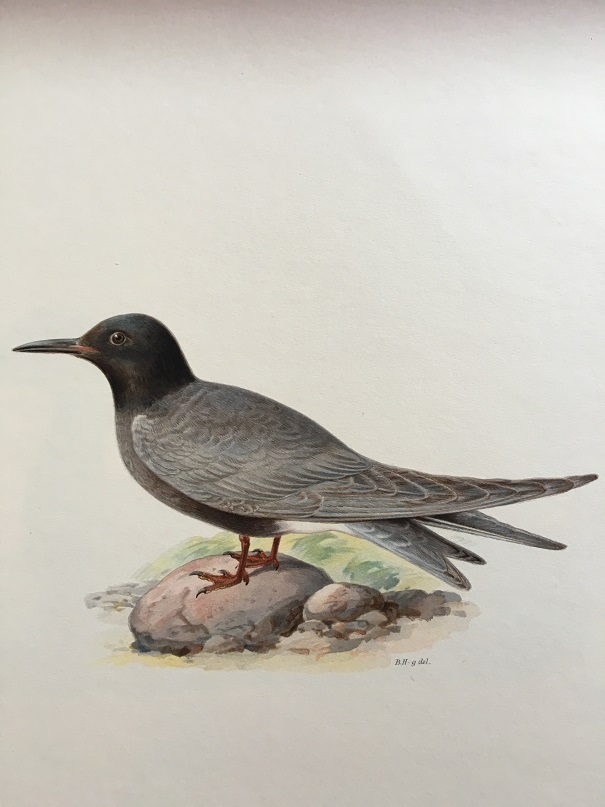 SVART TÄRNA - VON WRIGHT