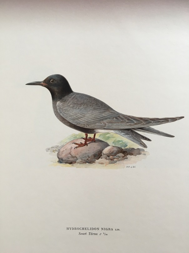 SVART TÄRNA - VON WRIGHT - 2