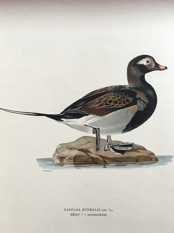 ALFÅGEL - VON WRIGHT - 2