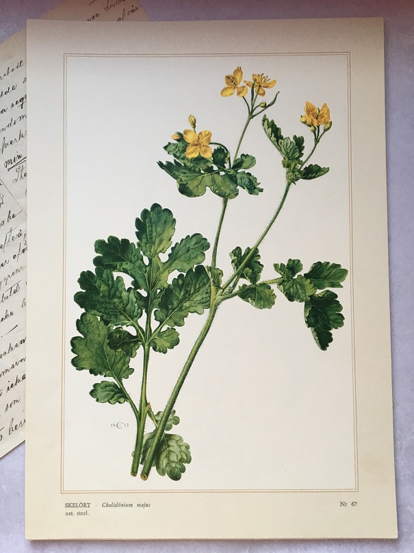 BOTANISK BILD - SKELÖRT - 2