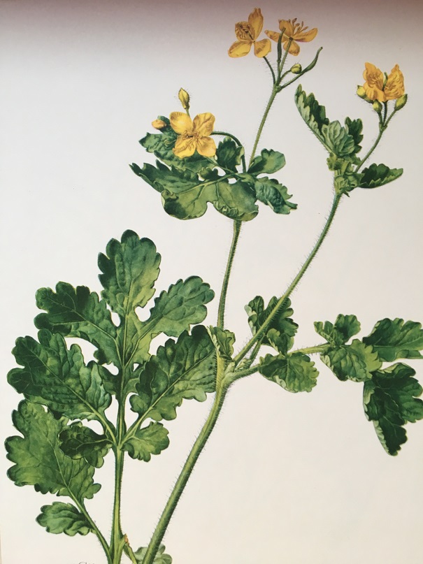 BOTANISK BILD - SKELÖRT