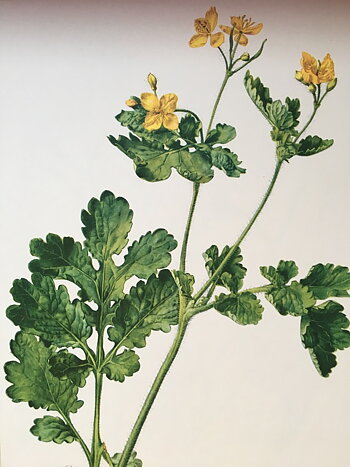 BOTANISK BILD - SKELÖRT