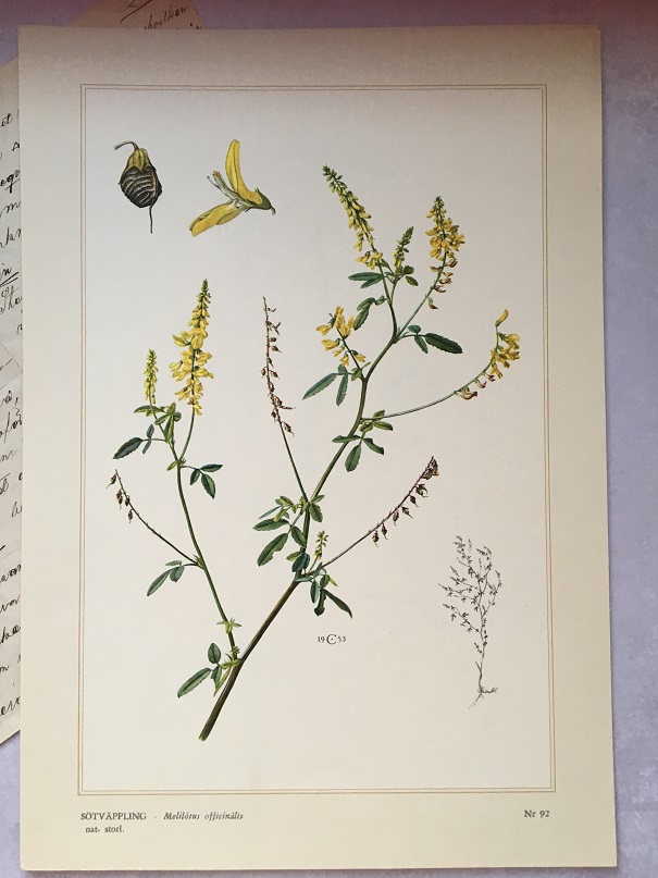 BOTANISK BILD - SÖTVÄPPLING - 2