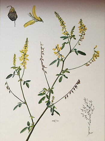 BOTANISK BILD - SÖTVÄPPLING