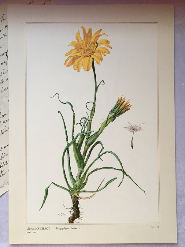 BOTANISK BILD - ÄNGS-HAVEROT - 2